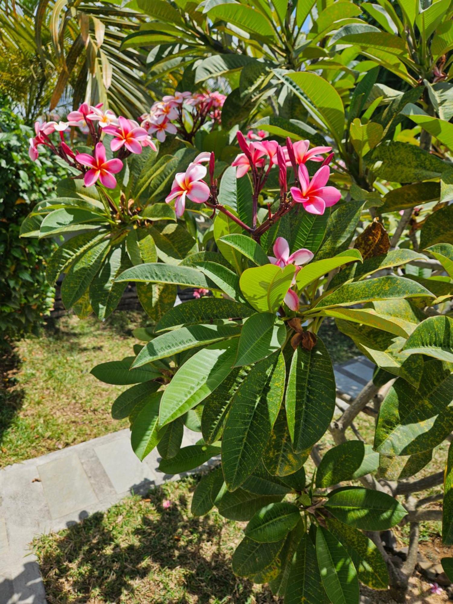 Casa Frangipani Mauritius Apartment ทรู โดว์ ดูซ ภายนอก รูปภาพ